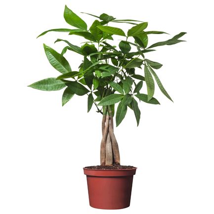 Hình ảnh củaKim ngân